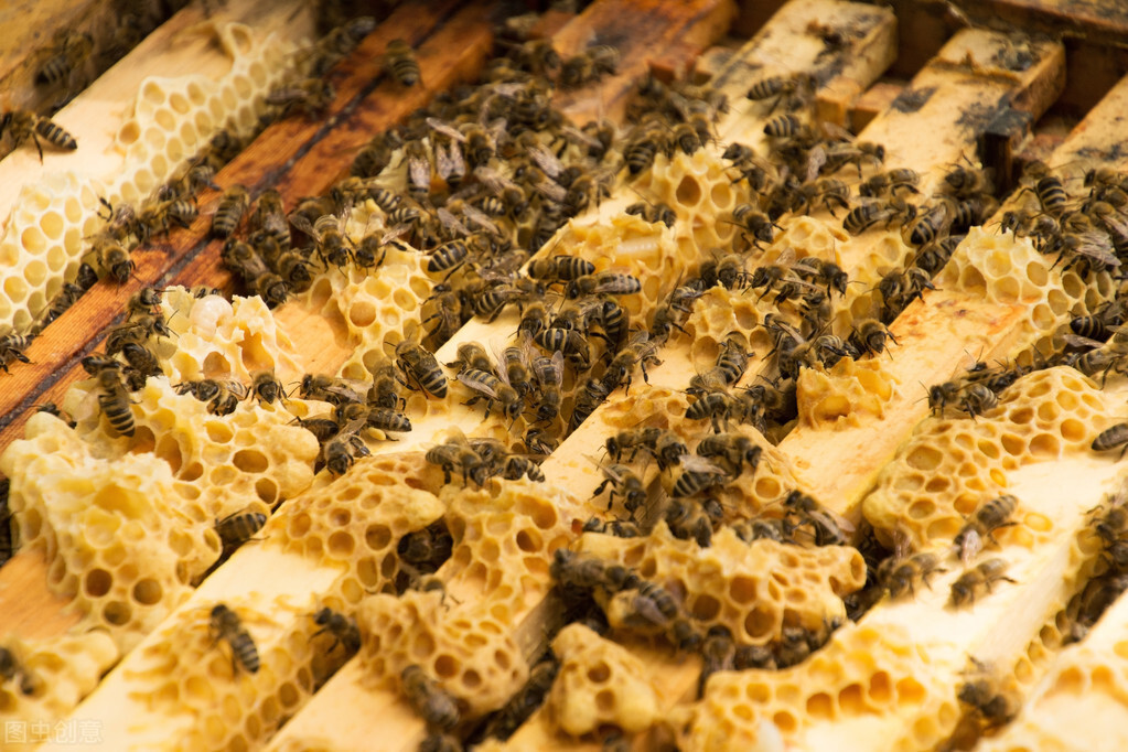 養(yǎng)好蜂群的幾個步驟，蜂群內(nèi)蜜足脾新，再配上一只好蜂王就完美了