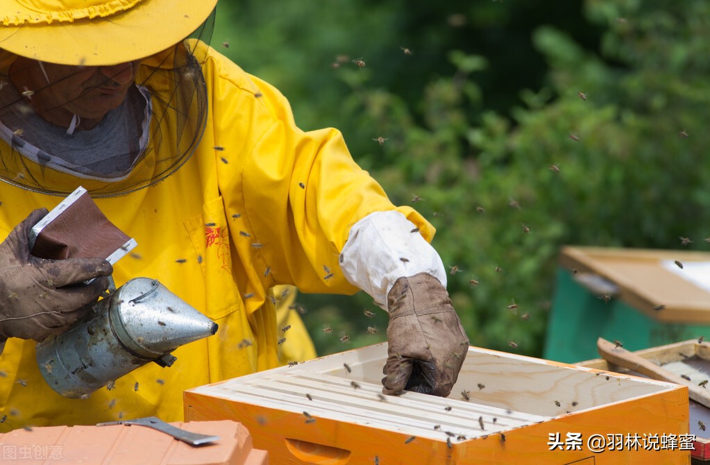 養蜂都需要準備什么工具，成功養蜂只需要4種必需品就夠了