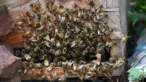 早春不穩(wěn)定的天氣，蜂群盜蜂、拖子的原因及解決方式