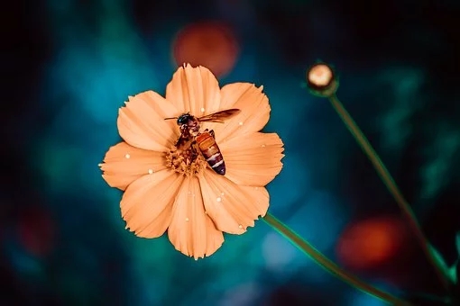 養蜂方法，囚禁蜂王不容易死的方法？囚禁蜂王容易死的原因