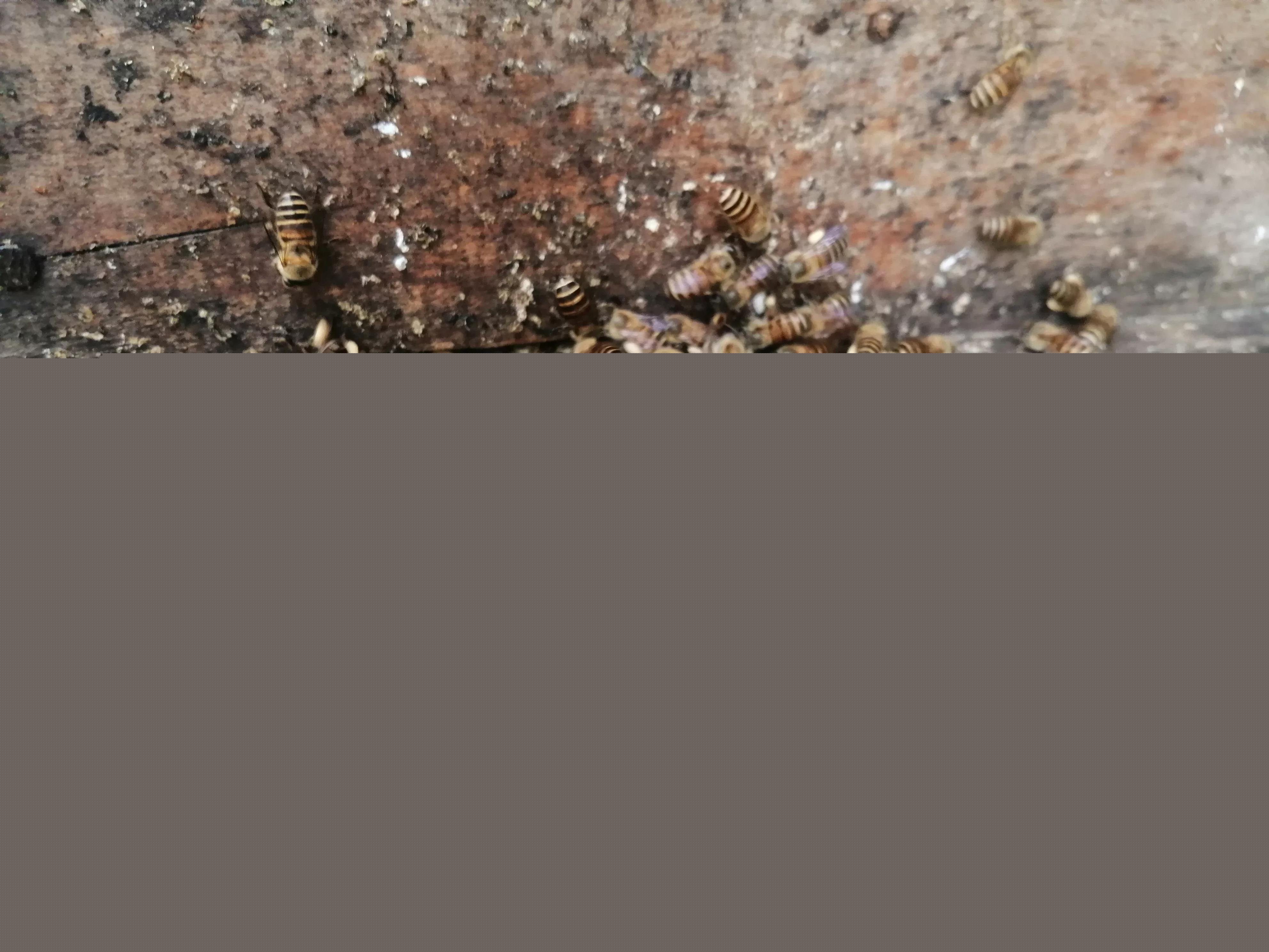 中蜂養殖：蜂箱內潮濕、內箱壁結小水洙、箱口有水流出是好事嗎？