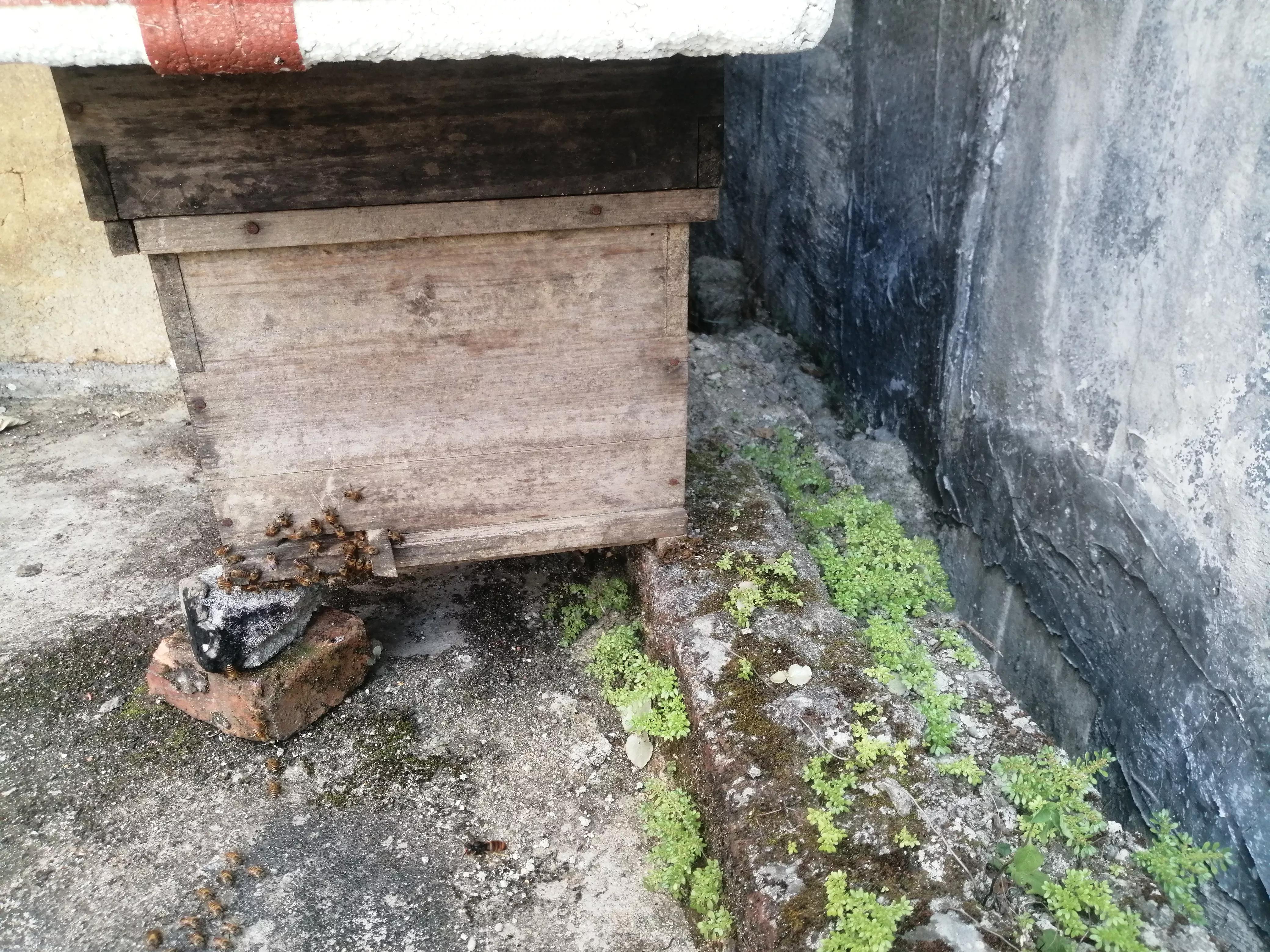 中蜂養殖：蜂箱內潮濕、內箱壁結小水洙、箱口有水流出是好事嗎？