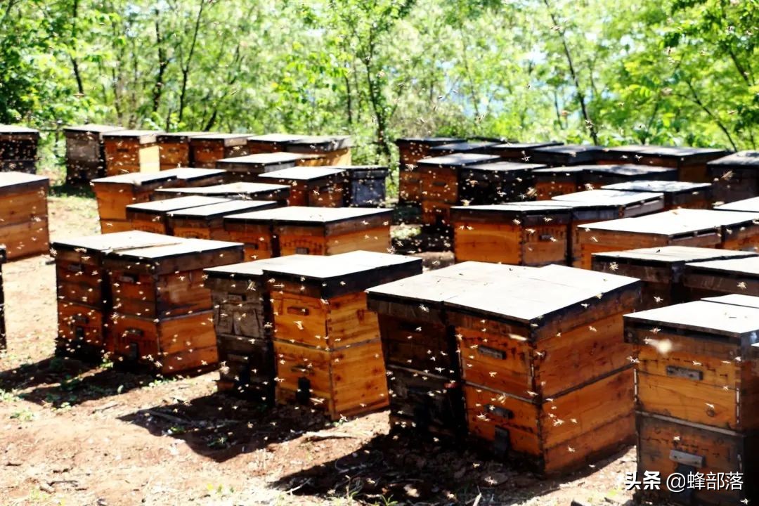 意大利引進(jìn)國內(nèi)的蜜蜂，嚴(yán)重危害中華蜜蜂，為啥我國還要大量養(yǎng)殖？