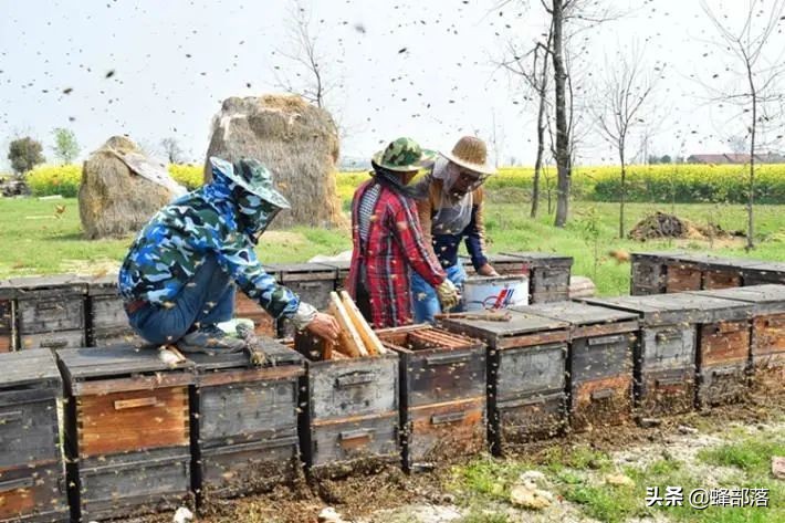 意大利引進(jìn)國內(nèi)的蜜蜂，嚴(yán)重危害中華蜜蜂，為啥我國還要大量養(yǎng)殖？