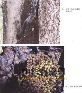 無(wú)刺蜂 無(wú)刺蜂的分布 無(wú)刺蜂特征 無(wú)刺蜂經(jīng)濟(jì)價(jià)值 無(wú)刺蜂屬性