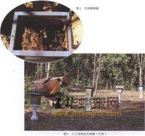 無(wú)刺蜂 無(wú)刺蜂的分布 無(wú)刺蜂特征 無(wú)刺蜂經(jīng)濟(jì)價(jià)值 無(wú)刺蜂屬性