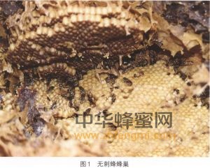 無(wú)刺蜂 無(wú)刺蜂的分布 無(wú)刺蜂特征 無(wú)刺蜂經(jīng)濟(jì)價(jià)值 無(wú)刺蜂屬性