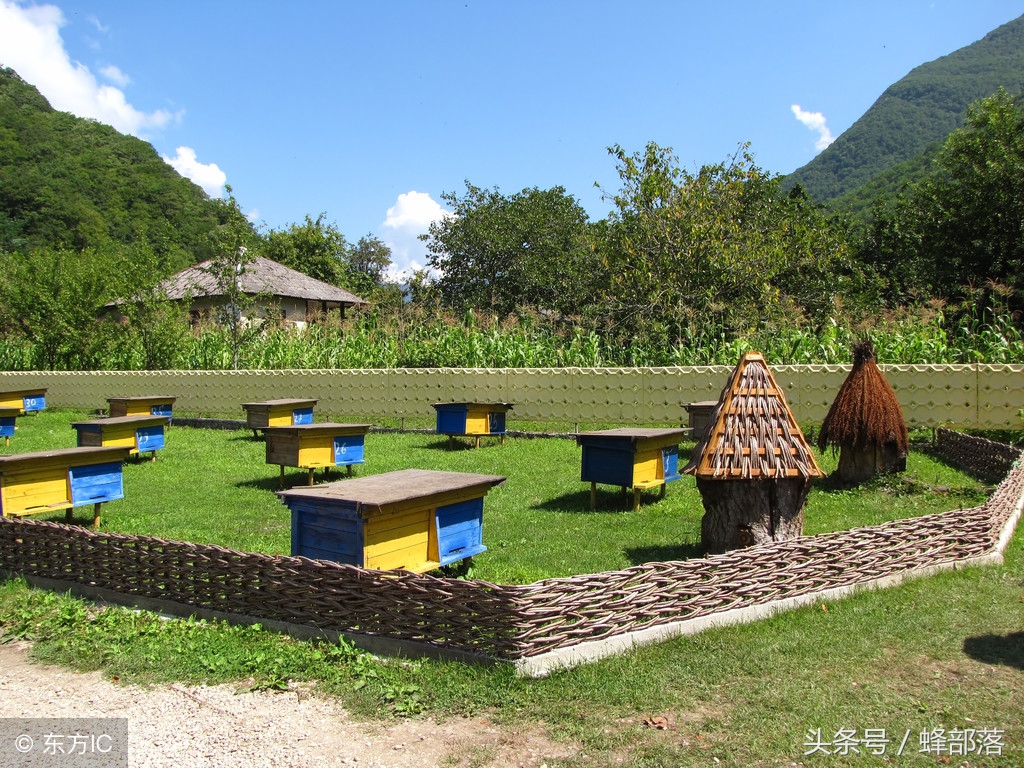 新手養(yǎng)中蜂，不破除這7個觀念，永遠別想走上養(yǎng)蜂致富道路