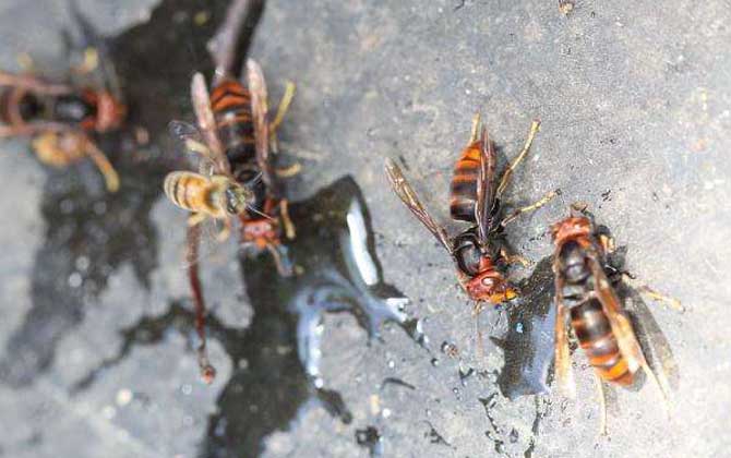黃腳胡蜂（黃腳胡蜂的形態(tài)特征和生活習性）