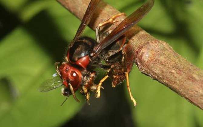 黃腳胡蜂（黃腳胡蜂的形態(tài)特征和生活習性）