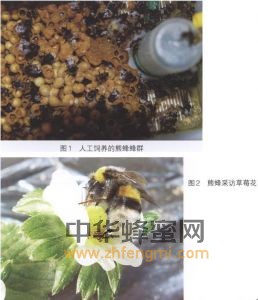 熊蜂 熊蜂屬性 熊蜂特征 熊蜂特性 熊蜂經濟價值 熊蜂分布