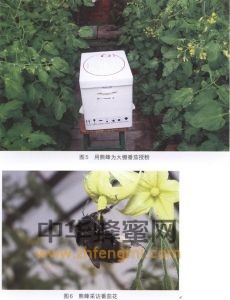 熊蜂 熊蜂屬性 熊蜂特征 熊蜂特性 熊蜂經濟價值 熊蜂分布