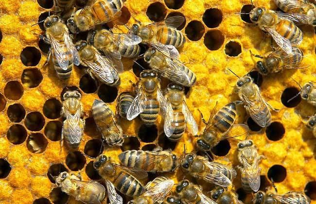 蜜蜂的強群標準是怎樣的？