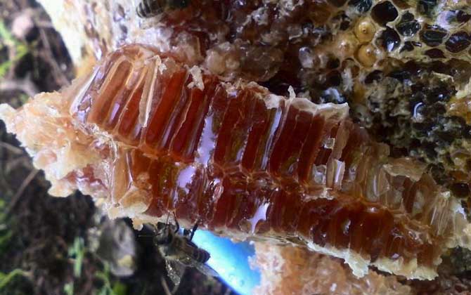 土養(yǎng)蜜蜂取蜜在什么時(shí)候好