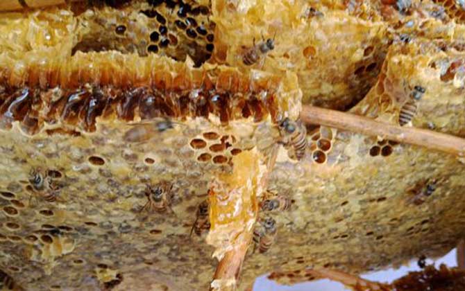 養(yǎng)十箱中蜂一年收入多少錢？(10箱蜂能賺多少錢)