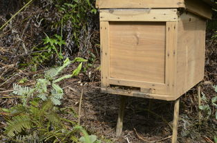 中蜂格子箱如何通風(fēng)（新手格子箱養(yǎng)蜂，怎樣開通風(fēng)口合適）