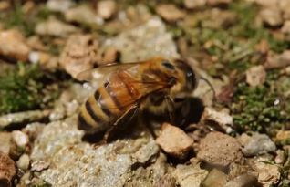 大蜂場是怎樣發展蜂王的(大型蜂場是怎么換王的) 大蜂場是怎樣發展蜂王的(大型蜂場是怎么換王的)