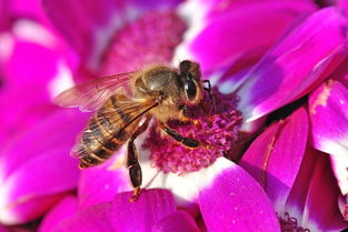 中蜂阿壩王出臺(tái)多長時(shí)間產(chǎn)卵（中蜂蜂王出臺(tái)幾天開產(chǎn)）