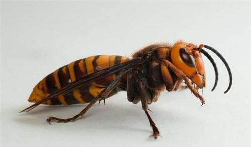 虎頭蜂飛到家里來好不好(馬蜂來家里是福還是禍？)