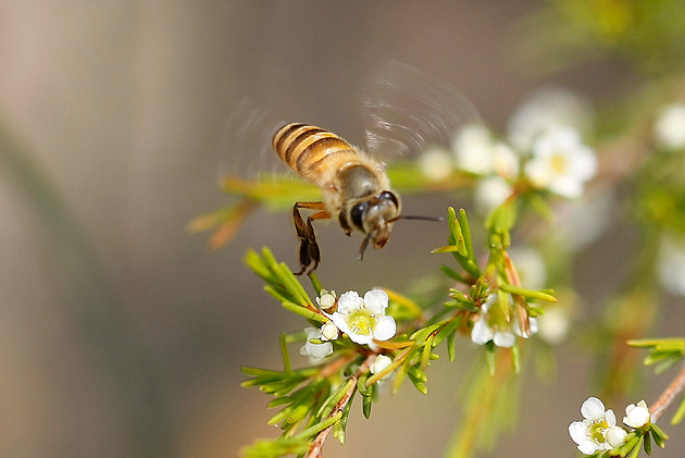 蜜蜂養殖周期是多少天(養殖蜜蜂需要具備條件) 蜜蜂養殖周期是多少天(養殖蜜蜂需要具備條件)