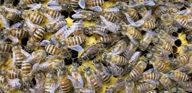 中蜂王多少錢一只哪里賣? 中蜂王多少錢一只哪里賣?