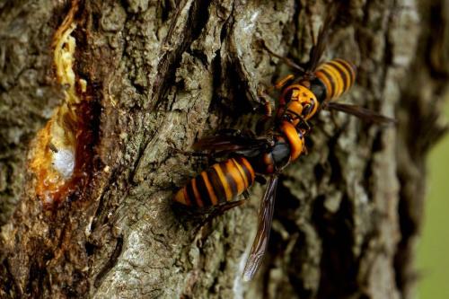 馬蜂和胡蜂有什么區(qū)別（馬蜂和胡蜂的區(qū)分方法）