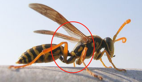 馬蜂和胡蜂有什么區(qū)別（馬蜂和胡蜂的區(qū)分方法）