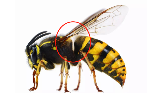 馬蜂和胡蜂有什么區(qū)別（馬蜂和胡蜂的區(qū)分方法）