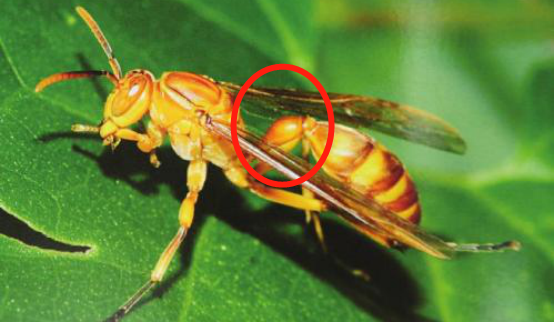 馬蜂和胡蜂有什么區(qū)別（馬蜂和胡蜂的區(qū)分方法）