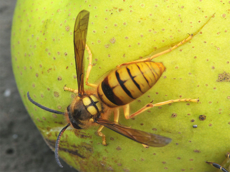胡蜂蜂王培育技術（胡蜂蜂王人工培育全過程）