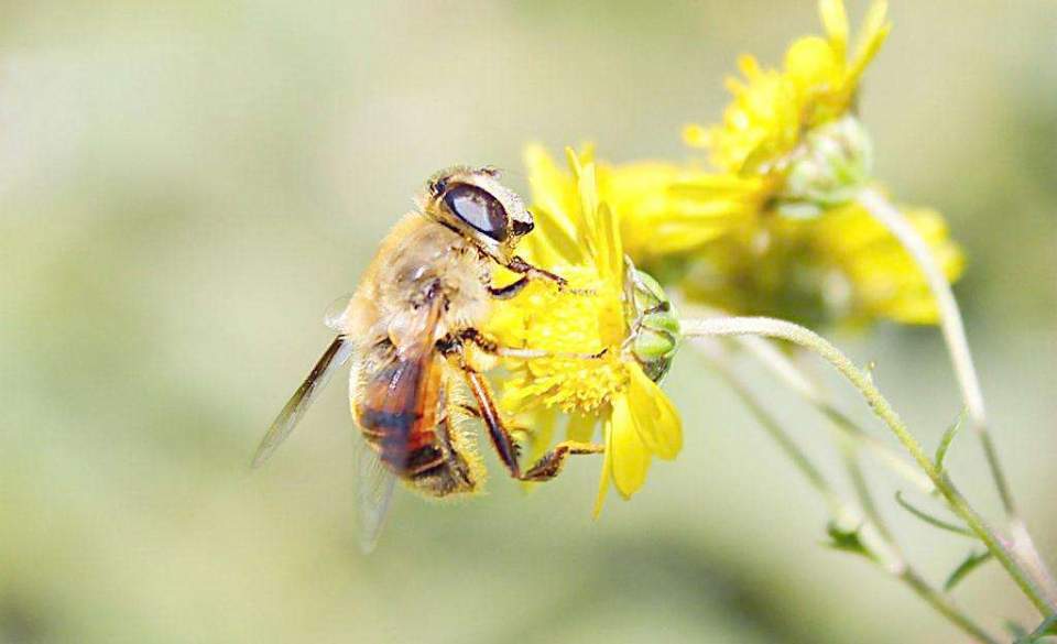 胡蜂蜂王培育技術（胡蜂蜂王人工培育全過程）