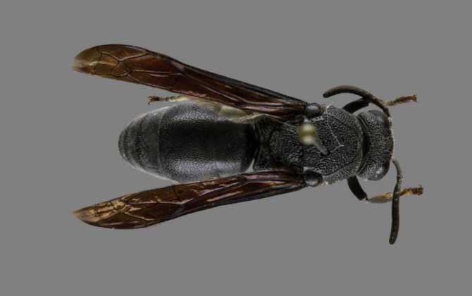 細腰蜂長什么樣子(細腰蜂種類及圖片大全) 中華異喙蜾蠃