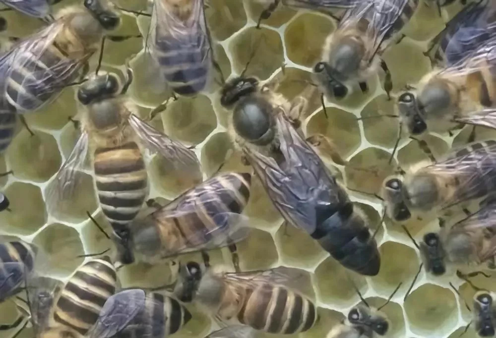 雄蜂比工蜂多是什么意思（一個蜂群內，雄蜂和工蜂各占多大的比例）