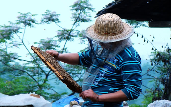 養蜂需要什么技術 養蜂需要什么技術