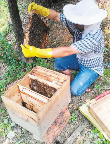 怎么樣養(yǎng)蜂才能快速發(fā)展起來（怎樣養(yǎng)蜜蜂才能快速發(fā)展起來，發(fā)展慢是什么原因）