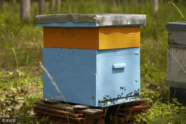 怎么樣養(yǎng)蜂才能快速發(fā)展起來（怎樣養(yǎng)蜜蜂才能快速發(fā)展起來，發(fā)展慢是什么原因）