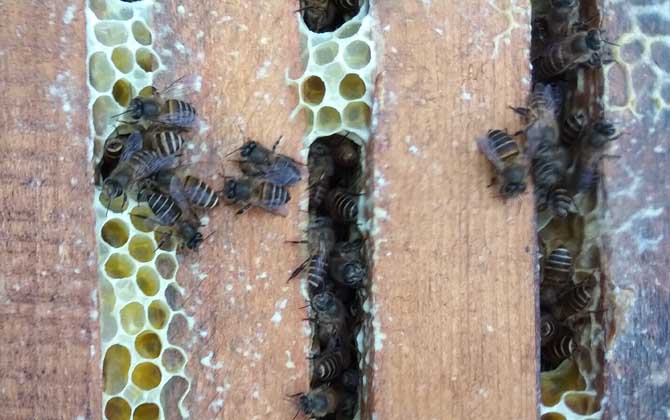 冬天蜜蜂怎么喂養糖水(可以給蜜蜂喂糖水么) 冬天蜜蜂怎么喂養糖水(可以給蜜蜂喂糖水么)