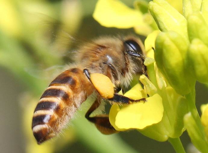 蜜蜂是昆蟲嗎？