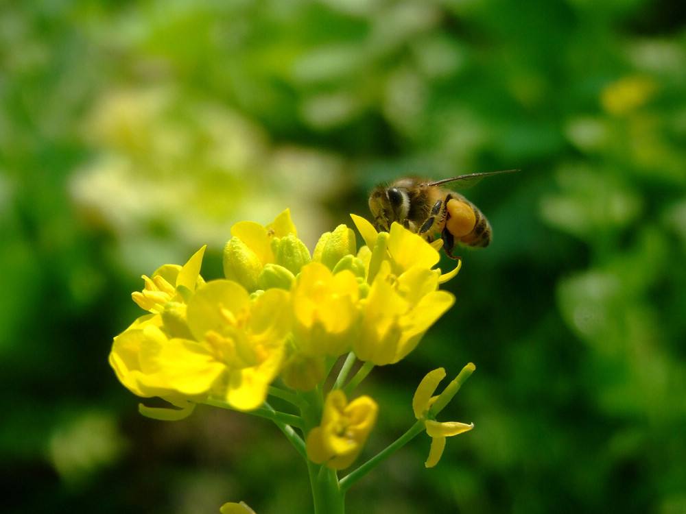 蜜蜂是昆蟲嗎？