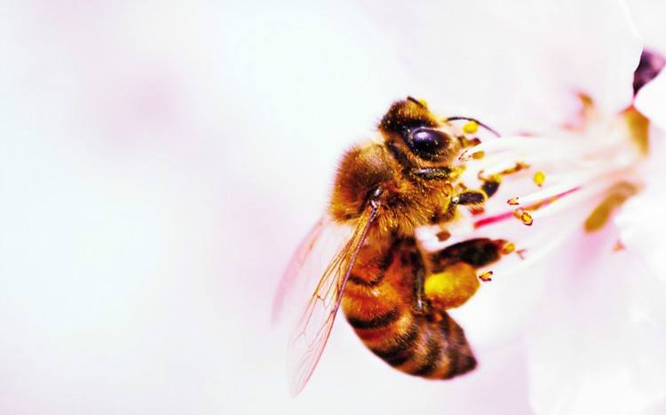 蜜蜂是昆蟲嗎？