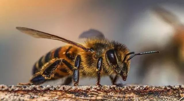 一個(gè)蜂巢里有多少工蜂（蜂巢有多少只蜜蜂）