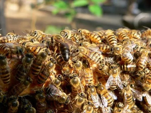 一個(gè)蜂巢里有多少工蜂（蜂巢有多少只蜜蜂）