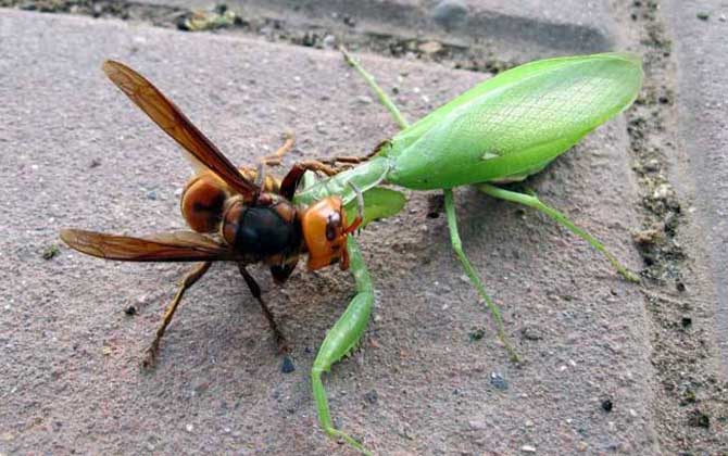 虎頭蜂有天敵么（虎頭蜂的天敵是什么動物）