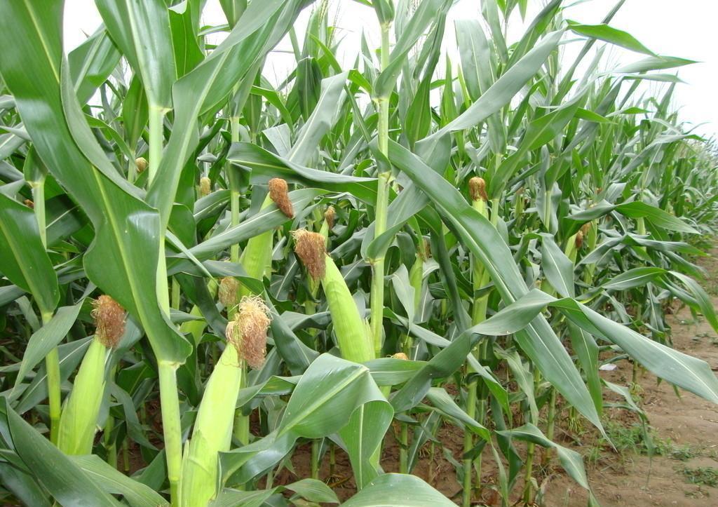 玉米開花有花蜜和花粉嗎？