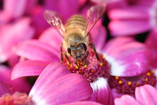 松丹一號蜂能取漿嗎（中華蜜蜂也能取蜂王漿，為什么養蜂人都不取呢）