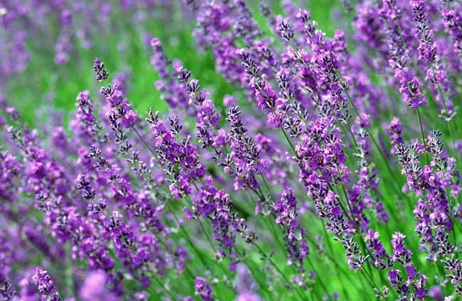 熏衣草什么時(shí)候開花(薰衣草開花時(shí)間和花期天數(shù)) 熏衣草什么時(shí)候開花(薰衣草開花時(shí)間和花期天數(shù))