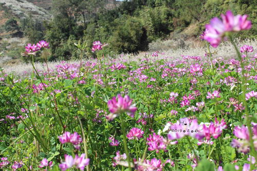 紫云英蜂蜜的作用與功效（紫云英蜂蜜對人身體的好處有哪些？）