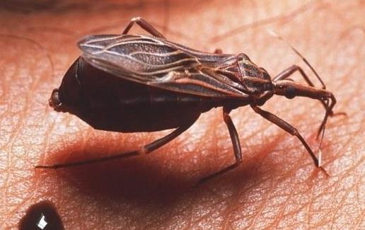 最厲害的昆蟲第一名(世界上最厲害的昆蟲排名) 世界十大最強蟲子