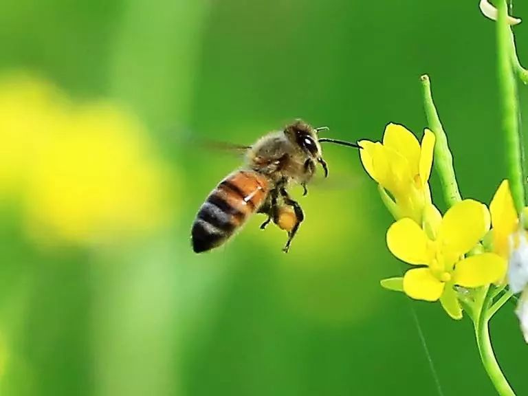 居民樓可以養(yǎng)蜜蜂嗎（家附近有人養(yǎng)蜜蜂怎么辦）