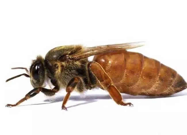 工蜂、雄蜂及蜂王的壽命分別有多長？